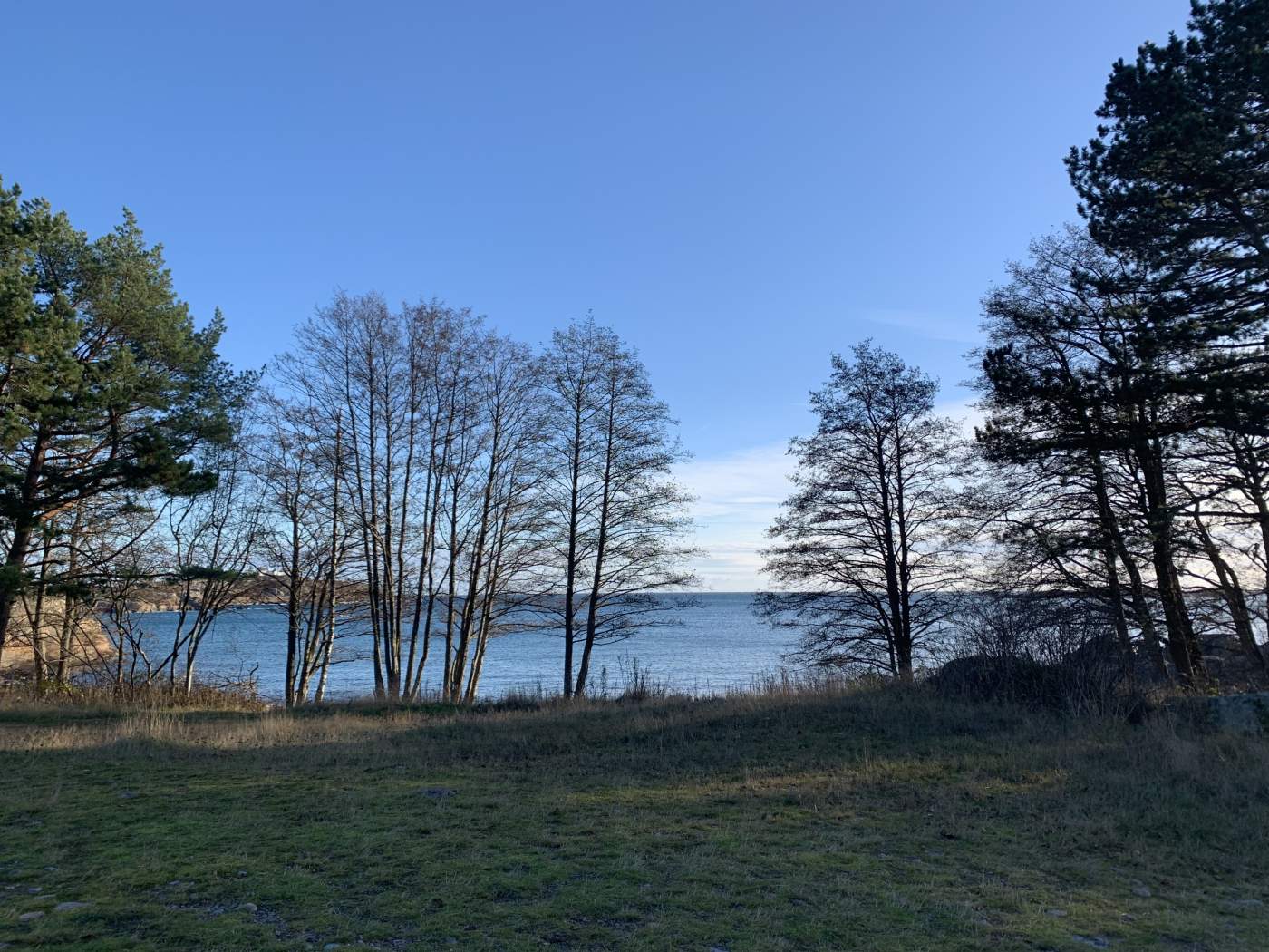 Field with tall trees and the ocean on the other side.
